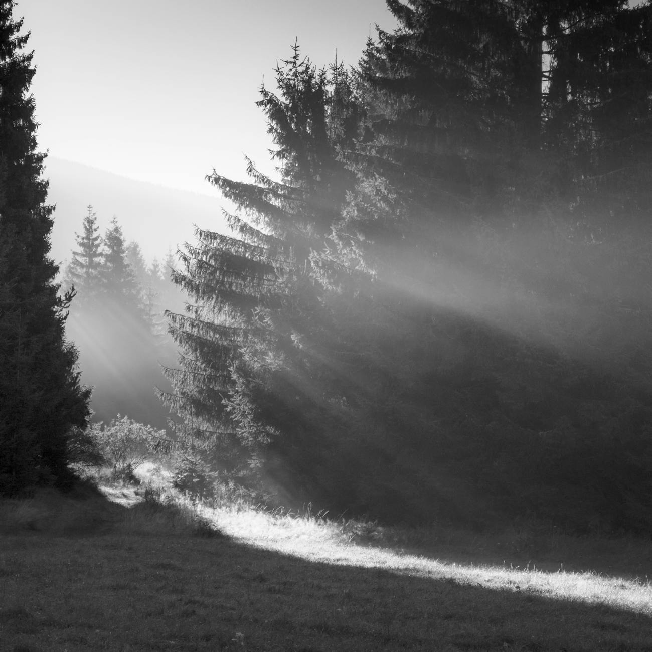 sunlight through pine trees